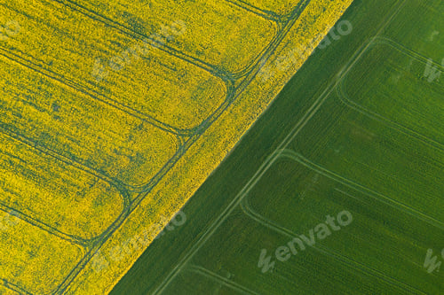 Preview: Top view of rape field