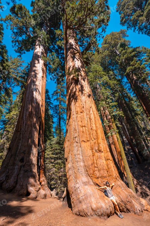 Preview: A young woman with the texture of a tree bark in Sequoia National Park, California.