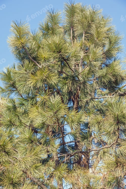 Preview: Ponderosa Pine (Pinus Ponderosa). Called Bull Pine, Blackjack Pine And Western Yellow Pine Also
