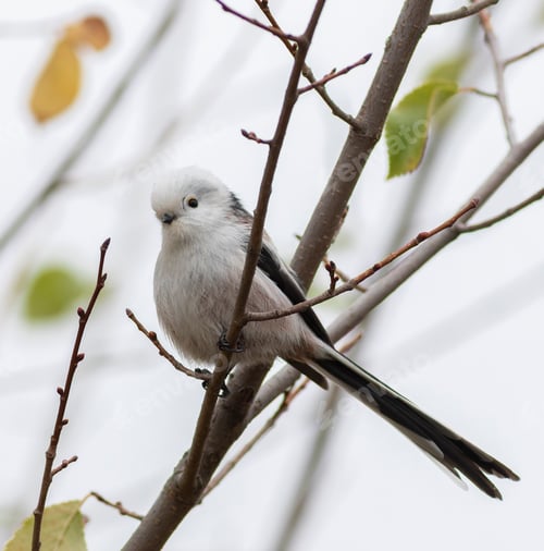 Preview: Long-tailed tit, Aegithalos caudatus. A bird sits on a tree branch