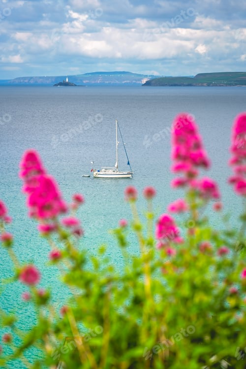 Preview: Pink flowers on the Cornish coast