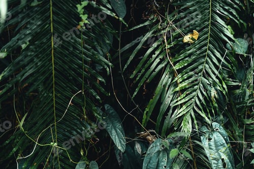 Preview: dark leaves in the forest foliage background in nature