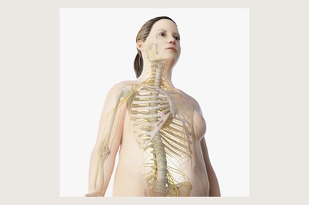 Female Figure: Skin, Skeleton, and Nervous System