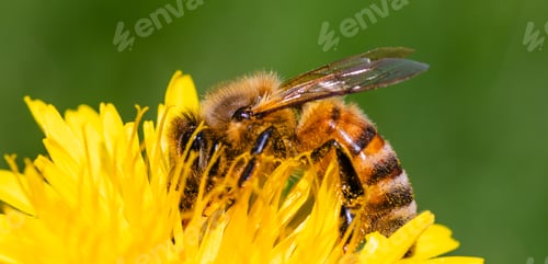 Preview: Honey bee covered with yellow pollen collecting nectar from dandelion flower.