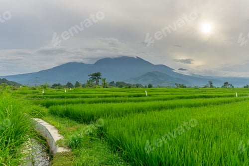 Preview: Beautiful morning view in Indonesia, panoramic landscape of rice fields