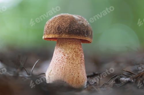Preview: Fresh Scarletina bolete mushroom (Neoboletus luridiformis) on spruce needles