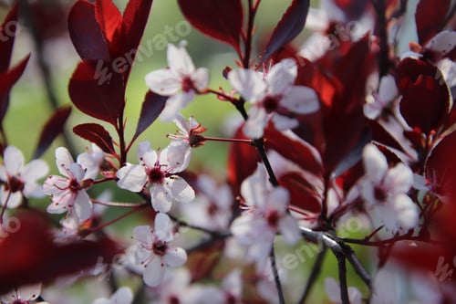 Preview: Sand-cherry blossoms in spring