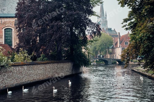 Preview: Bruges canal with white swans between old trees with Church of Our Lady in the background. Brugge