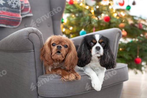 Preview: Two Adorable Dogs Sitting Comfortably near Christmas Tree