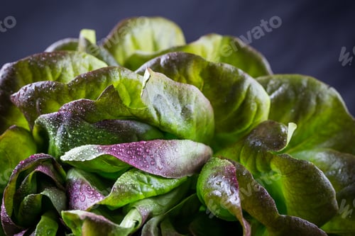 Preview: Organic Red Oakleaf lettuce