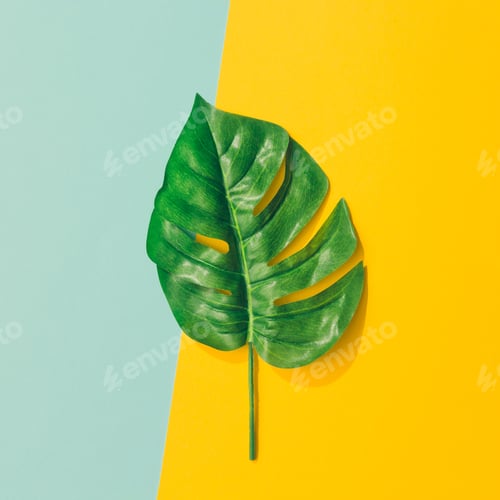 Preview: Creative layout made of colorful tropical leaves on yellow and blue background.