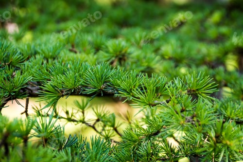 Preview: evergreen tree branch