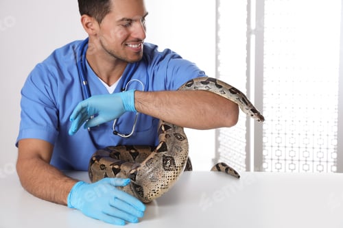 Preview: Male veterinarian examining boa constrictor in clinic