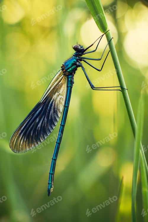Preview: Dragonfly