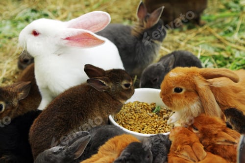 Preview: Many different and cute rabbits