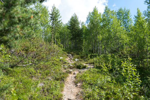 Preview: forest in norway