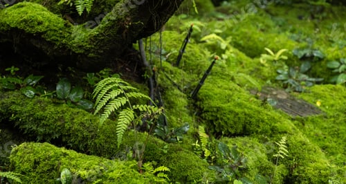 Preview: Moss and fern style plants proliferate grow cover stump the forest floor in the garden