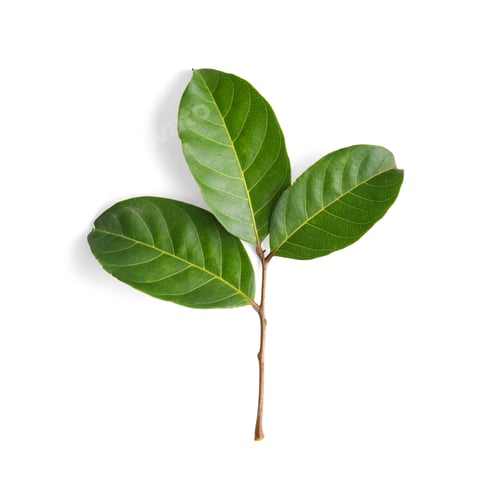 Fresh Green Leaves with Stem on White