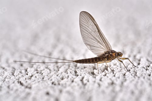 Preview: Macro of minnow mayfly (siphlonuridae) on wall
