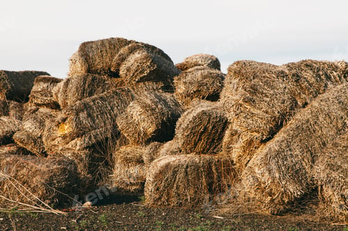Preview: Straw bales in a heap rotting with age and damp.