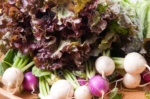 Preview: Closeup shot of radish and lettuce