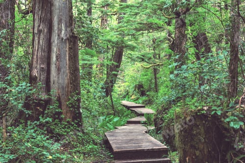 Preview: Boardwalk in the forest