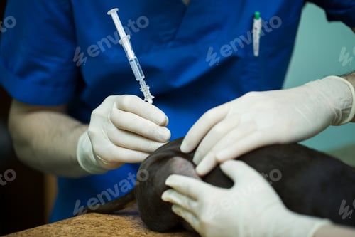 Preview: Veterinary surgeon is giving the vaccine to the dog
