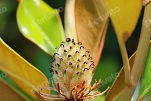 Preview: Magnolia Flower - Close Up Photograph Of The Center Parts Of A Magnolia Flower, Including The