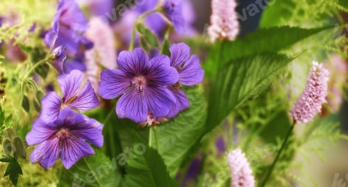 Preview: Beautiful bouquet of flowers