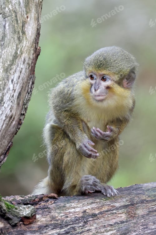 Preview: the monkey Miopithecus ogouensis close up