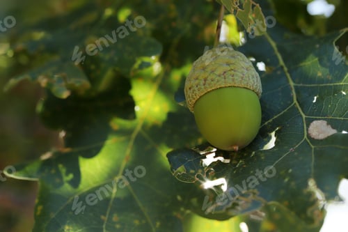 Preview: Fresh and young acorn on the tree