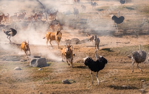 Ostriches, zebras, and antelopes running away from the smoke