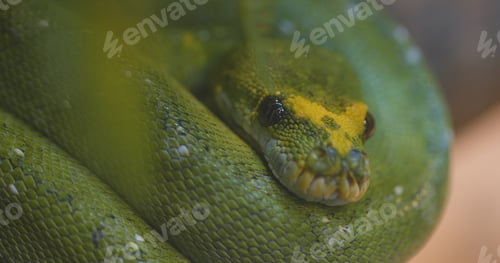 Preview: Green tree python