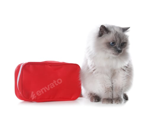 Preview: First aid kit and cute cat on white background. Animal care