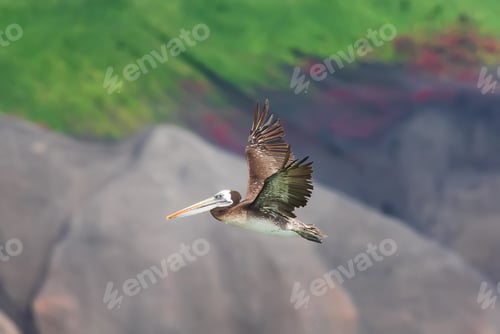 Preview: Peruvian brown pelican in flight over the Pacific ocean beach in Lima Peru South America