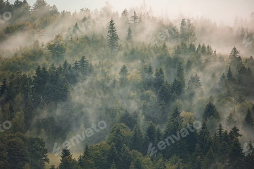 Preview: Misty landscape with foggy forest wallpaper