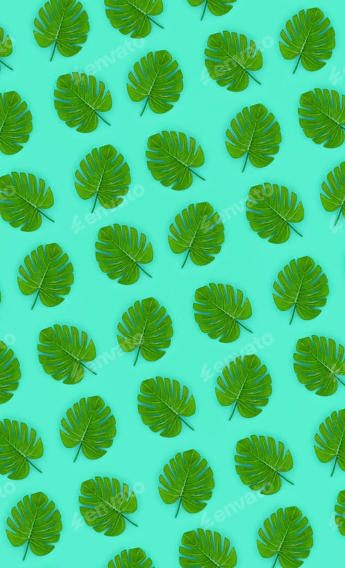 Preview: Tropical palm monstera leaves lies on a pastel colored paper. Nature summer concept patter