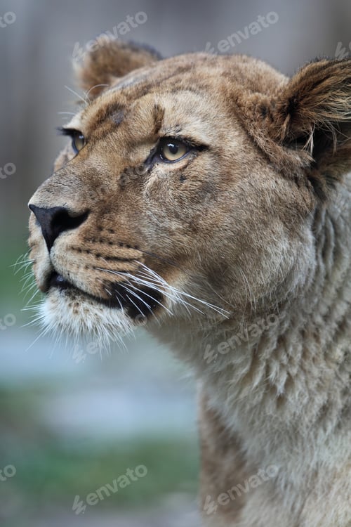 Preview: Close-up portrait of a majestic lioness (Panthera Leo) in nature