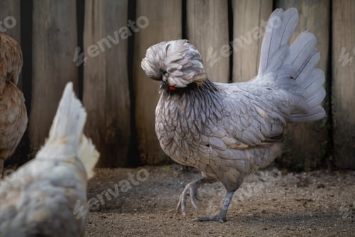 Preview: Polish Chicken with beautiful Crest