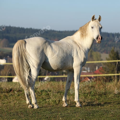 Preview: arabian, horse, mare, stallion, riding