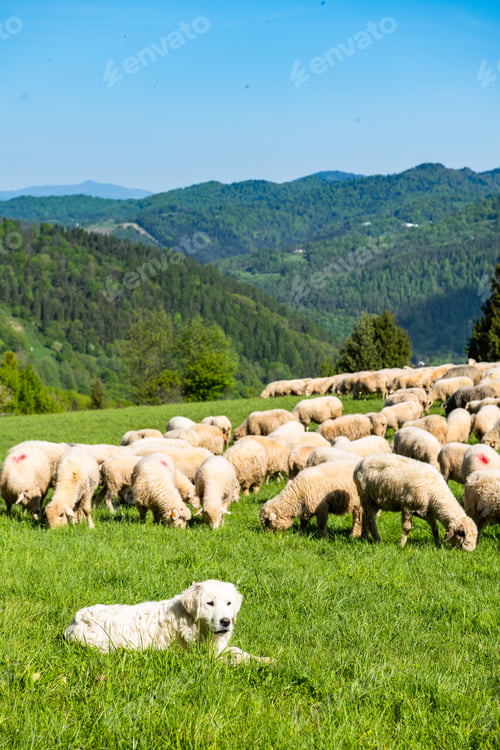 Preview: Sheepherd dog guarding sheeps grazing in Pieniny mountains in Poland at spring.