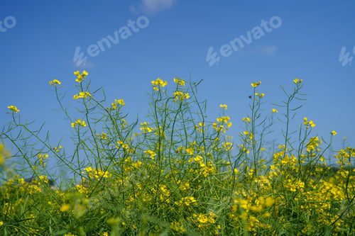 Preview: Yellow rape flowers
