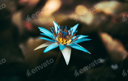Preview: Beautiful water lily flowers close up macro photo, great detailed shot,