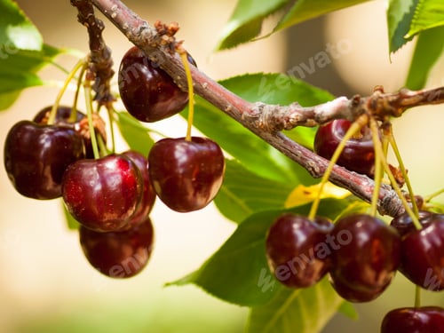 Preview: Cherry Farm