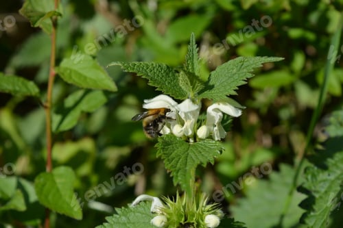 Preview: Bumble bee, a pollinator, on a white Dead nettle flower, also known as Lamium album