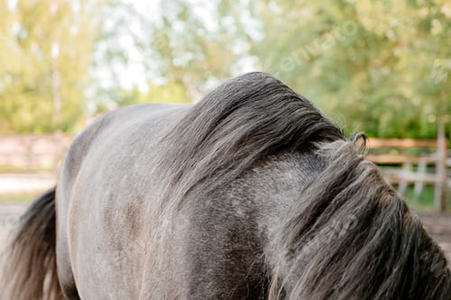 Preview: Beautiful Andalusian horse in field. Detail of black horse mane
