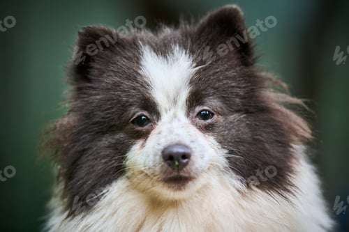Preview: Pomeranian Spitz dog in garden, close up face portrait