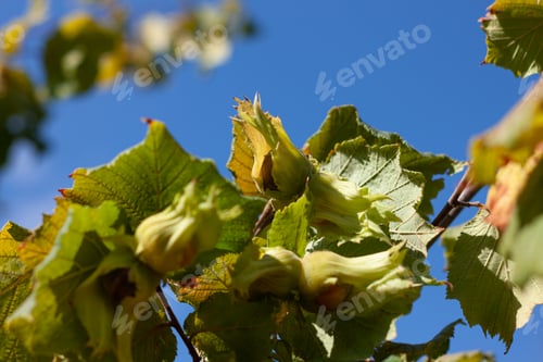 Preview: Ripe hazelnuts on branch in farm garden. Organic eco hazel tree. Growing nuts Dietary fiber protein