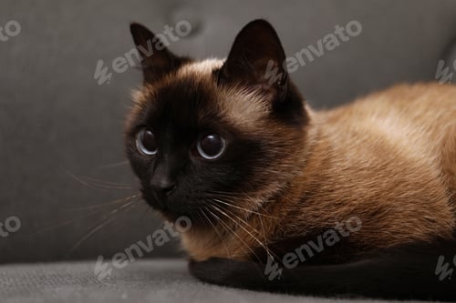 Preview: Adorable Thai cat resting on soft sofa, closeup