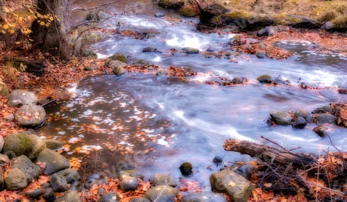 Preview: Autumn forest. The forest in the colors of autumn.